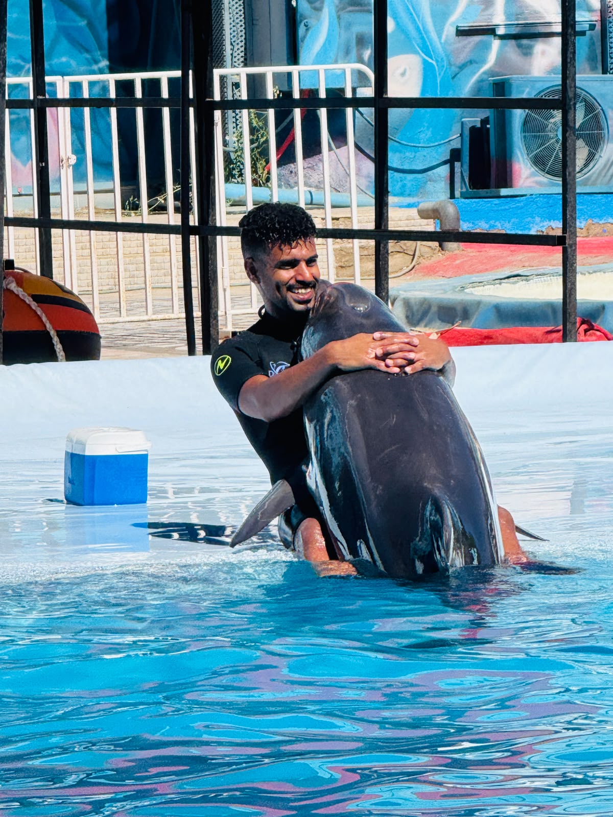 Dolphin Show Performance Sharm El Sheikh